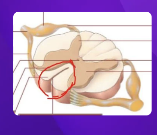 <p>the area in red is known as the posterior median fissure</p>