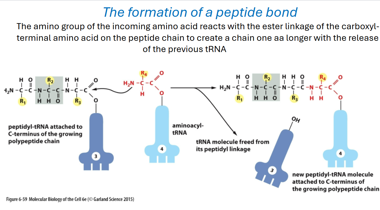 <p>It connects directly to the ribosome <strong>A and P sites</strong></p><p>On the left, the growing polypeptide chain is attached to the tRNA in the <strong>P site</strong>. A new amino acid arrives attached to another tRNA in the <strong>A site</strong>.</p><p>Then the key reaction happens:</p><ul><li><p>the <strong>amino group</strong> of the new amino acid attacks the bond holding the growing peptide to the old tRNA</p></li><li><p>a new <strong>peptide bond</strong> forms</p></li><li><p>the entire growing polypeptide chain gets transferred onto the tRNA in the A site</p></li><li><p>the old tRNA is released from the peptide</p></li></ul><p>So before:</p><p><strong>P-site tRNA = holds growing chain</strong><br><strong>A-site tRNA = holds new amino acid</strong></p><p>After the peptide bond forms:</p><p><strong>A-site tRNA = now holds the longer growing chain</strong><br><strong>P-site tRNA = empty</strong></p><p>Then the ribosome moves forward and the empty tRNA can eventually leave through the <strong>E site</strong>.</p><p>The protein grows from the <strong>N-terminus toward the C-terminus</strong>, so each new amino acid is added to the <strong>C-terminal end</strong>.</p>