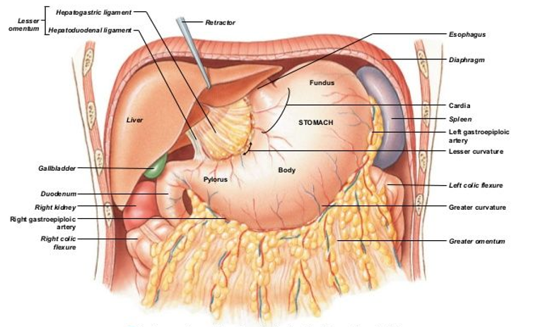 <p>peritoneum pathway:</p><ul><li><p>anterior </p></li><li><p>inferior </p></li><li><p>flaciform ligament </p></li><li><p>anterior &amp; inferior </p></li><li><p>anterior </p></li></ul><p></p>