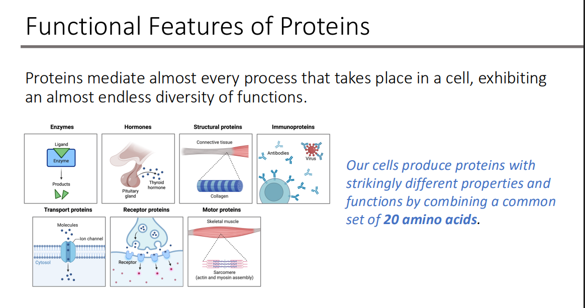 <p>properties ; functions </p>