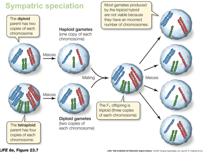 <ul><li><p>Two unreduced diploid gametes combine → <strong>tetraploid individual</strong>.</p></li><li><p>Tetraploids are <strong>reproductively isolated</strong> from diploids (hybrids are triploid and usually sterile).</p></li><li><p>Tetraploids can <strong>self-fertilize</strong> or mate with other tetraploids.</p></li><li><p>Polyploidy can create <strong>complete reproductive isolation in just two generations</strong>.</p></li></ul><p></p>