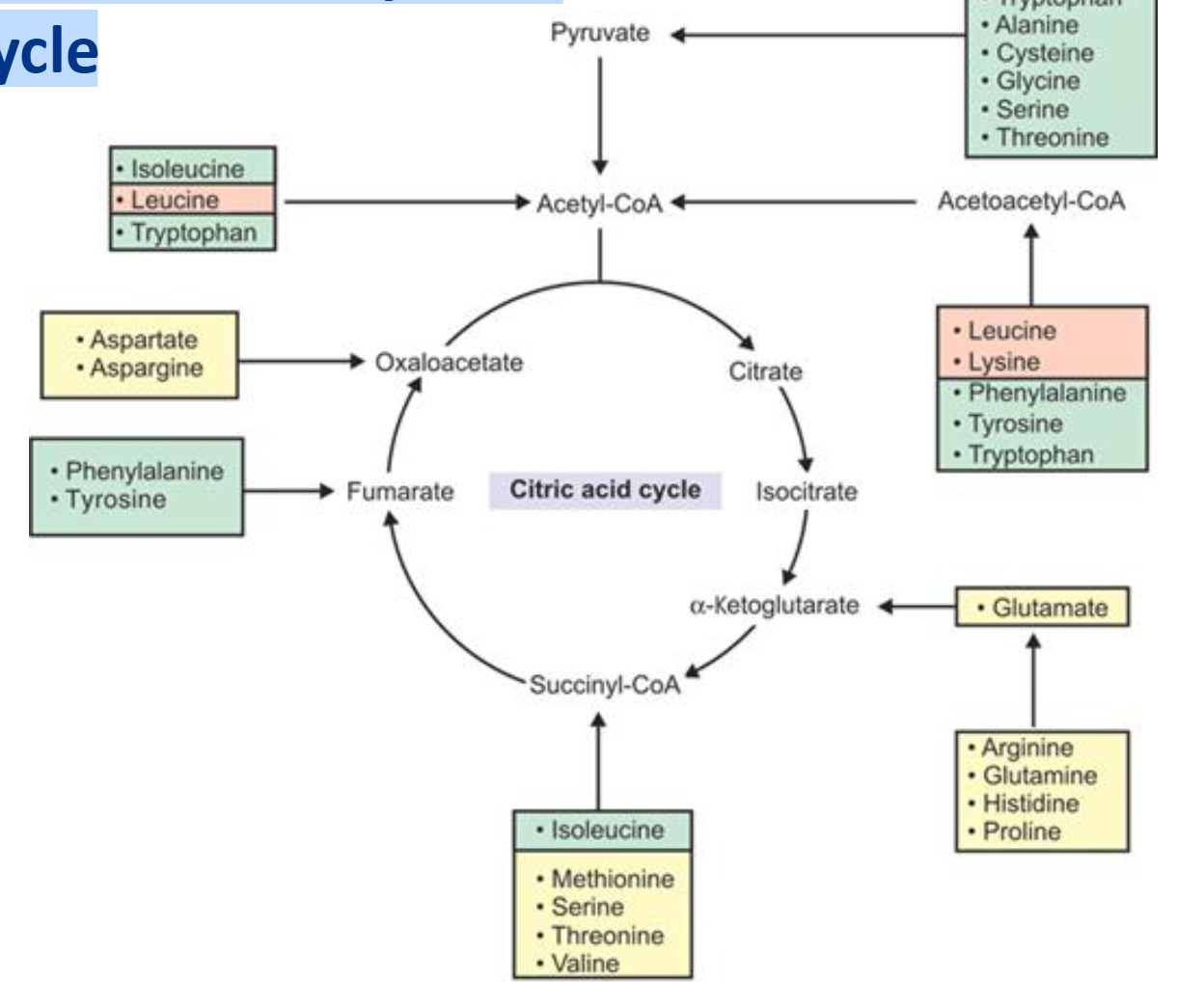 <p>Yes!</p><p>1. Gluconeogenesis 18/20 (except leucine and lysine)</p><p>2. Ketone body formation (leucine and lysine)</p><p>3. Directly fed into Krebs cycle</p>