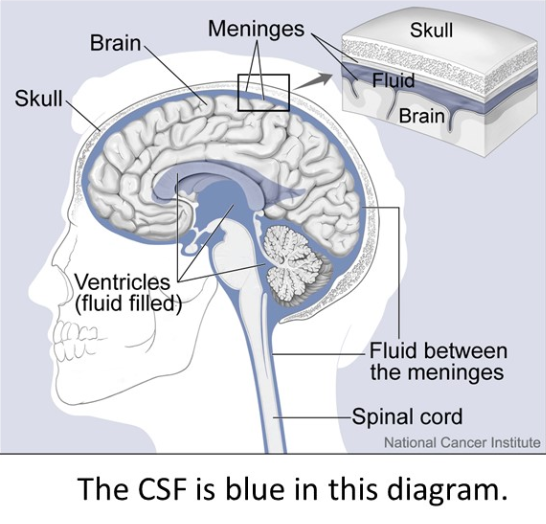 <p>Cerebrospinal Fluid (CSF)</p>