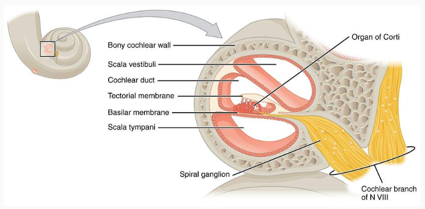 <ul><li><p>part of inner ear</p></li><li><p>spiral shape → 3 divisions</p><ul><li><p>1. scala vestibili</p></li><li><p>2. cochlear duct</p></li><li><p>3. scala tympani</p></li></ul></li><li><p>fluid filled → transform sound vibration to neural signals &amp; send to brain (AP made &amp; send via cochlear nerve)</p></li></ul><p></p>