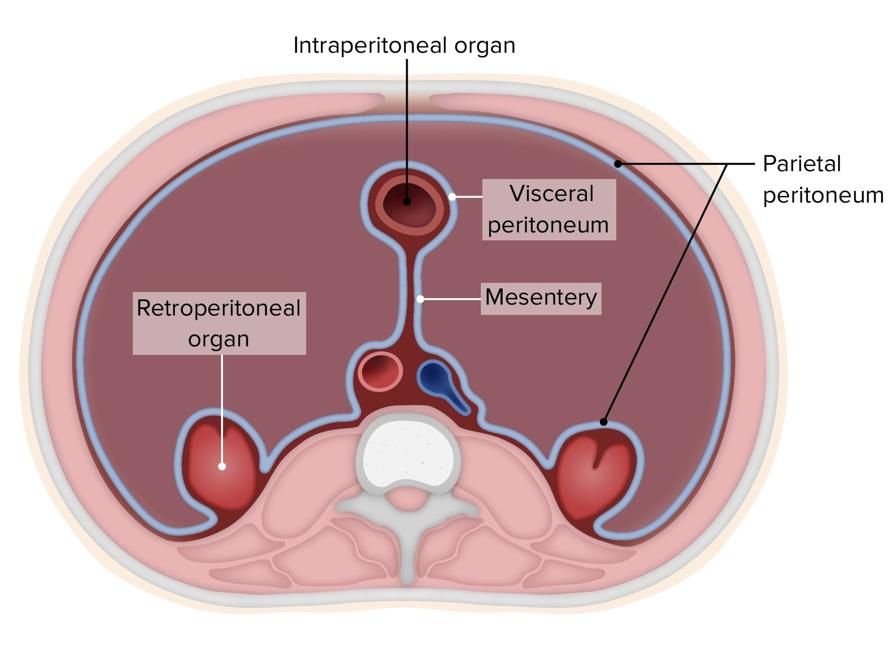 <p>intraperitoneal- Digestive organs, <strong>spleen</strong></p><p>Retroperitoneal- blood vessels, kidneys & their structures, <strong>esophagus</strong>, rectum</p>