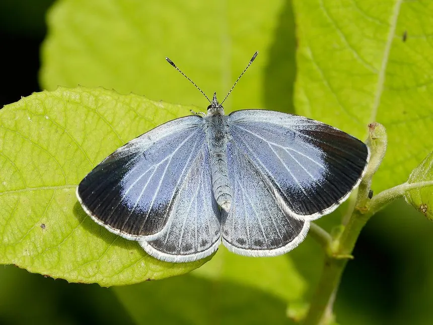 <p>Male or female?</p>