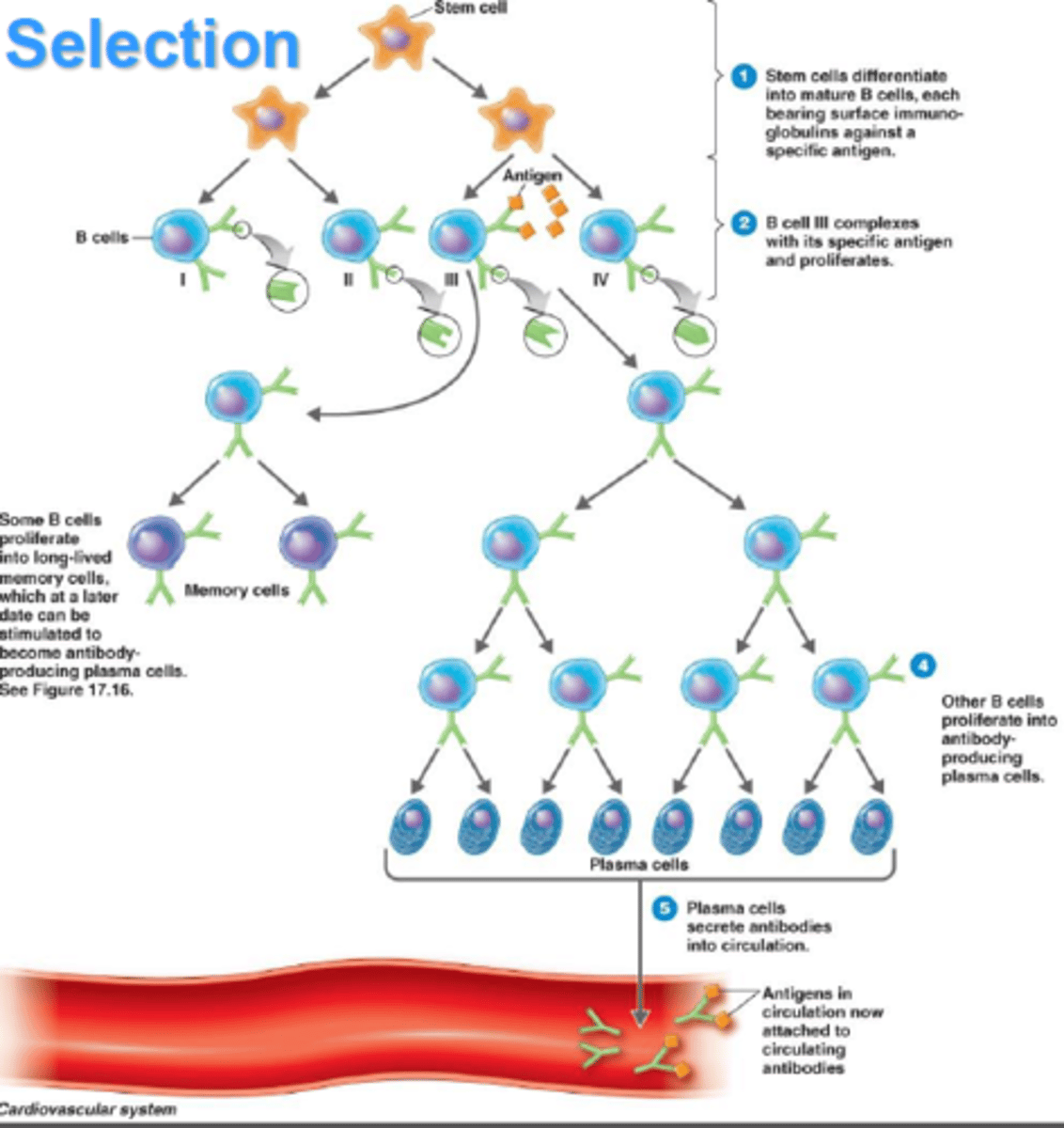 <p>The 3rd stage of specific immune system</p><p>Selection of a specific T or B cell to respond to a specific antigen</p><p>Lymphocytes, with the specific antibodies are produced in the bone marrow, T cells mature in the thymus, B cells mature in the bone marrow</p>