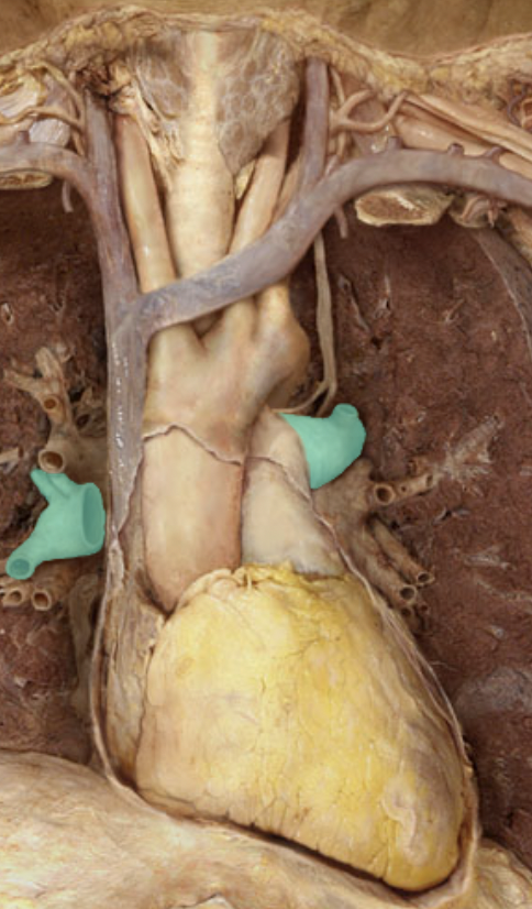 <p>Identify the feature of the heart</p>