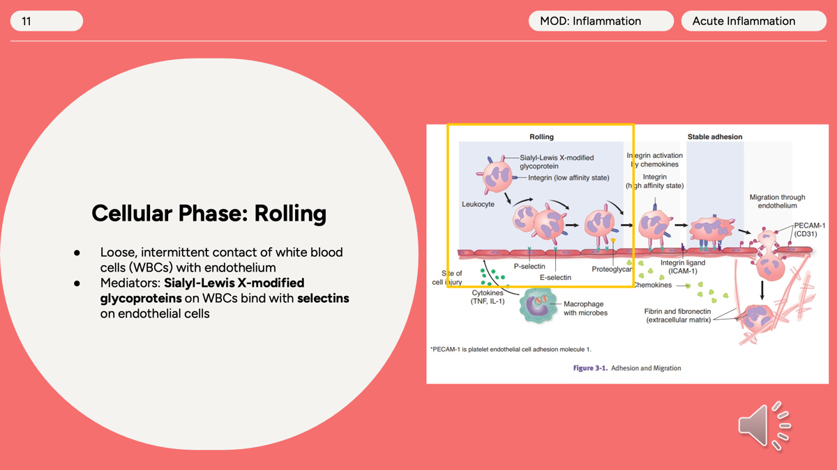 <p><strong>Rolling</strong><span> is the </span><strong>first step</strong><span> of leukocyte (WBC) movement from the blood vessel to the site of injury.</span></p><p></p><p><span>Rolling is the first step of leukocyte recruitment in acute inflammation, where selectins on endothelial cells form weak bonds with Sialyl-Lewis X on leukocytes, causing the WBC to slow down and roll along the vessel wall. </span></p><p></p>