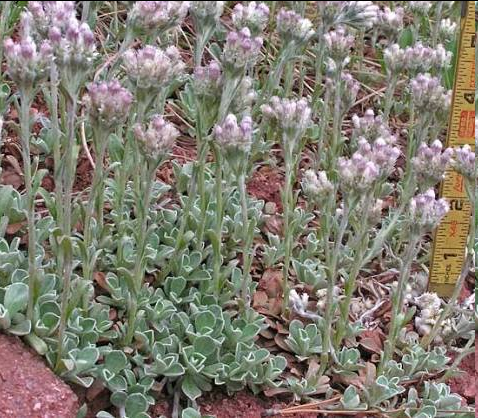 <p>A low-growing, mat-forming perennial herb belonging to the aster family (Asteraceae). It primarily reproduces vegetatively via stolons, creating dense, spreading colonies of foliage. The blossoms appear in compact, clustered heads and consist of soft, fuzzy papery structures—which are often white, cream, or accented with soft rose and pink tips</p>