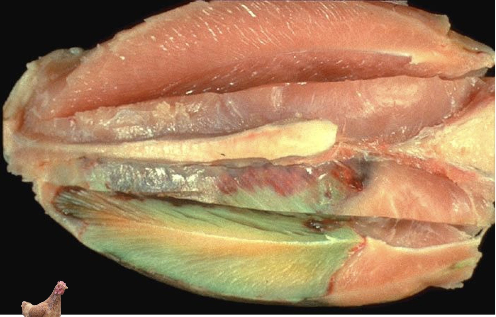 <p>Patogenia</p>