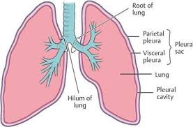 <p>potential space between the visceral and parietal pleural membranes </p>