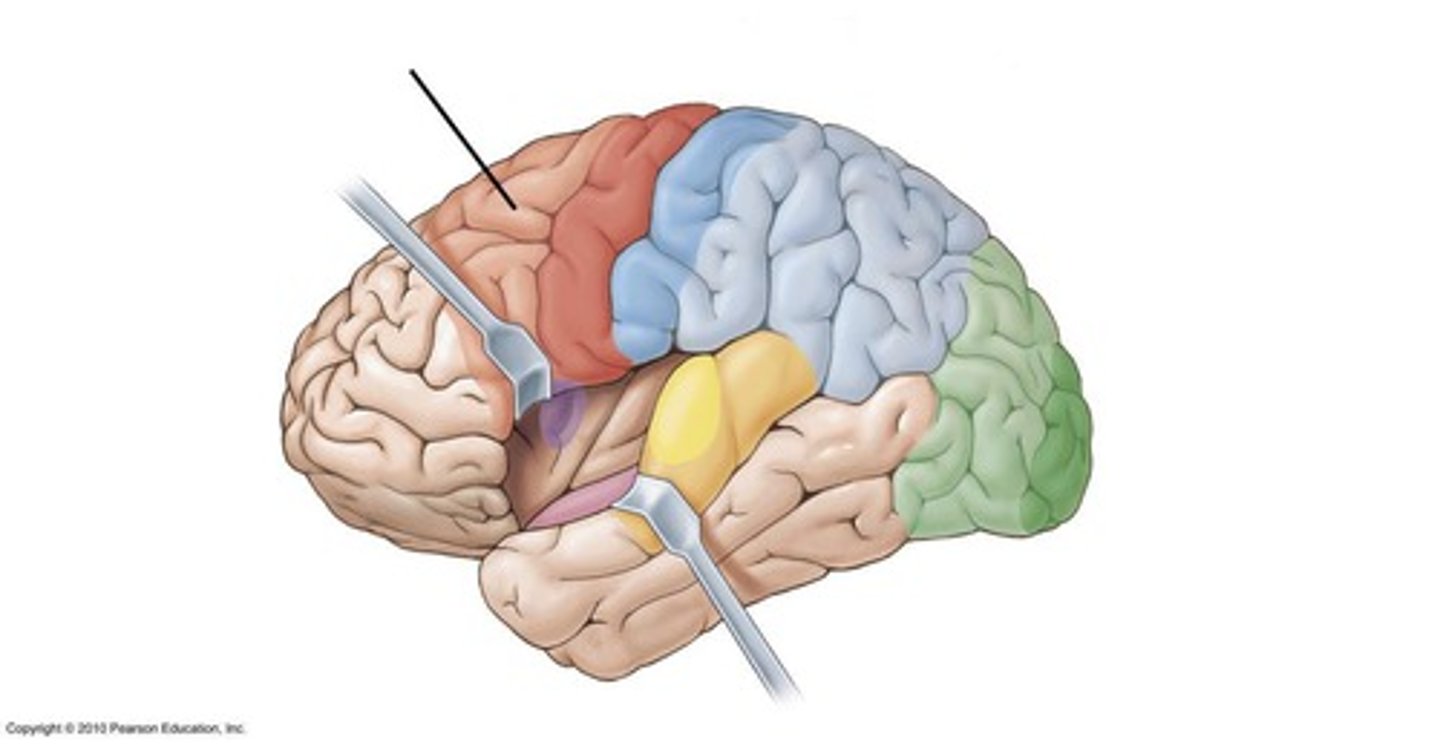 <p>motor association cortex</p>