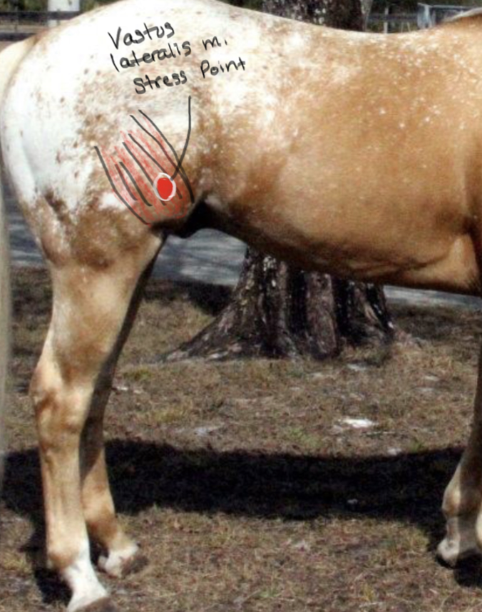 <p>Vastus Lateralis muscle; flexes stifle and contribues to abduction of hind leg.</p>