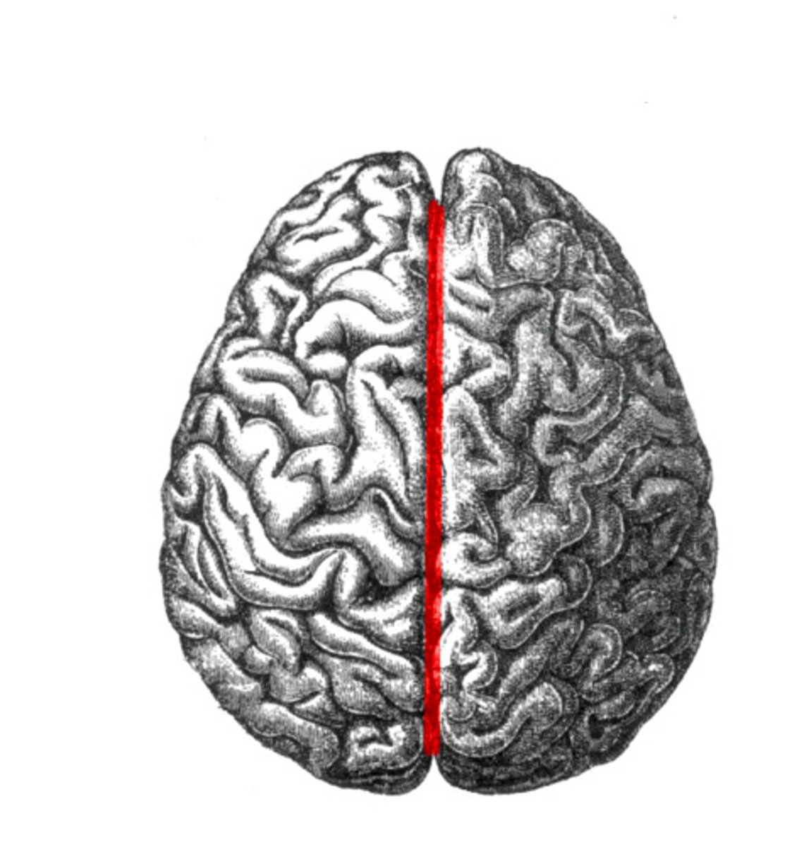 <p>The deep groove that separates the left and right cerebral hemispheres.</p>