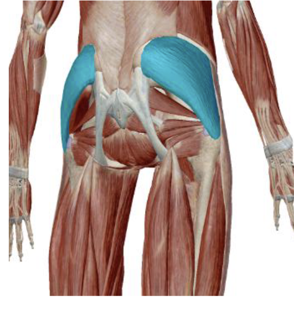 <p>which muscle and action is this</p>