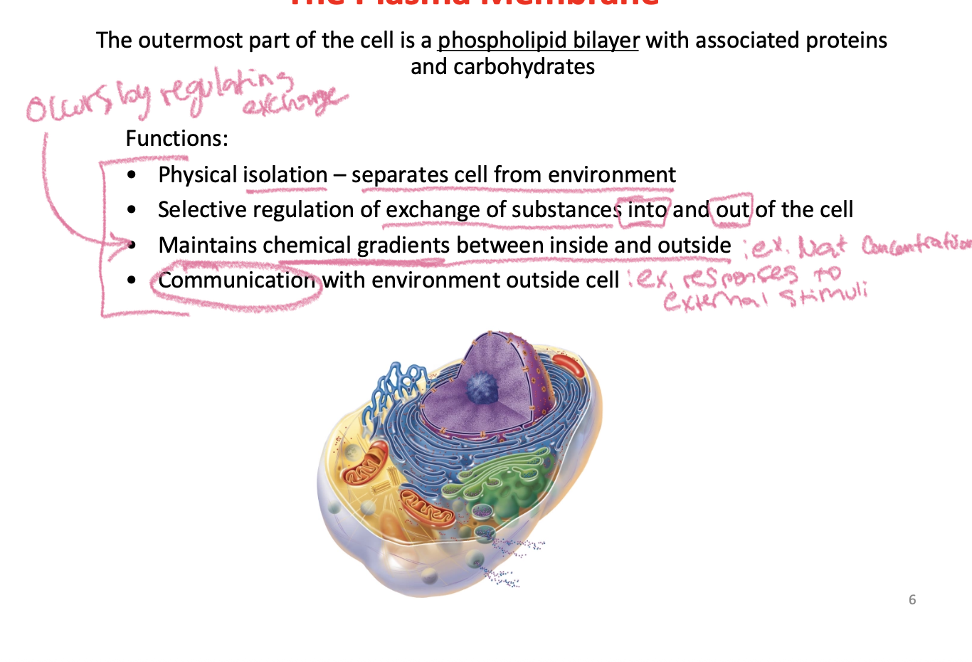 <p>-Phospholipid molecules give the cell membrane its structure</p><p>-Ampipathic: a molecule with both polar and nonpolar components</p>