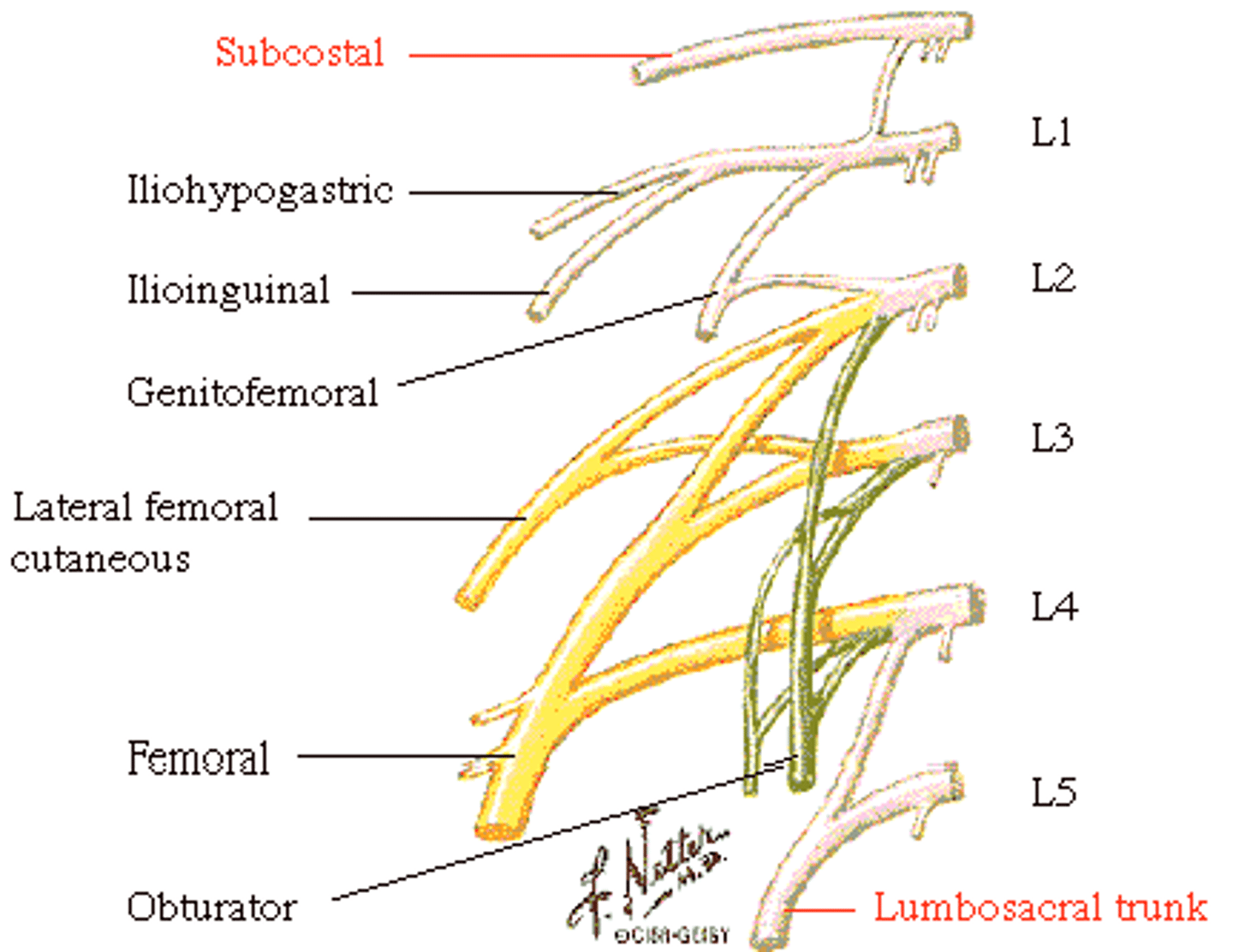 <p>Lower abdomen/legs (L1-L4)</p>