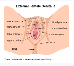 <p><strong>Vulva:</strong> Term describing <strong>all aspects of female external genitalia</strong></p><p></p><p><strong>Labia Majora & Minora:</strong> Tissue <strong>folds surrounding/protecting</strong> the vaginal opening</p><p></p><p><strong>Clitoris:</strong> Erectile Organ of female genitalia</p><p></p><p><strong>Vaginal Opening:</strong> Opening to the internal reproductive organs</p><p></p><p><strong>Urethra: </strong>Exit for liquid waste (urinary system exit)</p><p></p><p><strong>Anus: </strong>Exit for solid waste (digestive system exit)</p><p></p><p><strong>Perineum:</strong> Skin between vagina and anus</p>