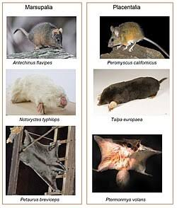 <p>explain convergent evolution</p>