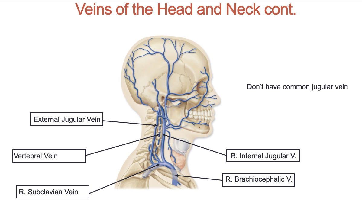 <ol><li><p>External Jugular Vein</p></li><li><p>Vertebral Vein</p></li><li><p>Right Subclavian Vein</p></li><li><p>Right Internal Jugular Vein</p></li><li><p>Right Brachiocephalic Vein</p></li></ol><p></p>