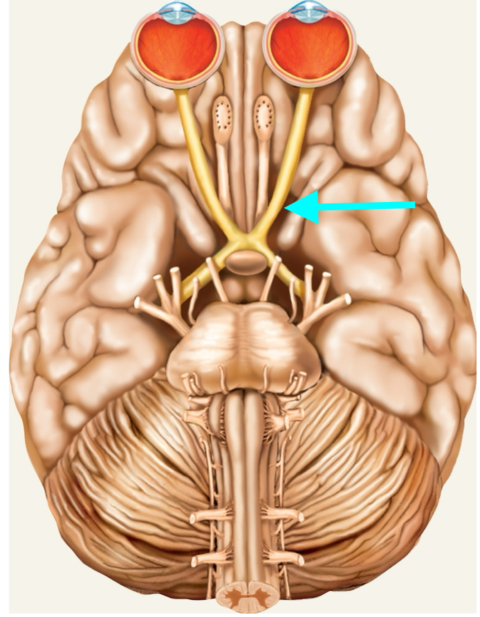 <p>Nerve, number, sensory or motor?</p>
