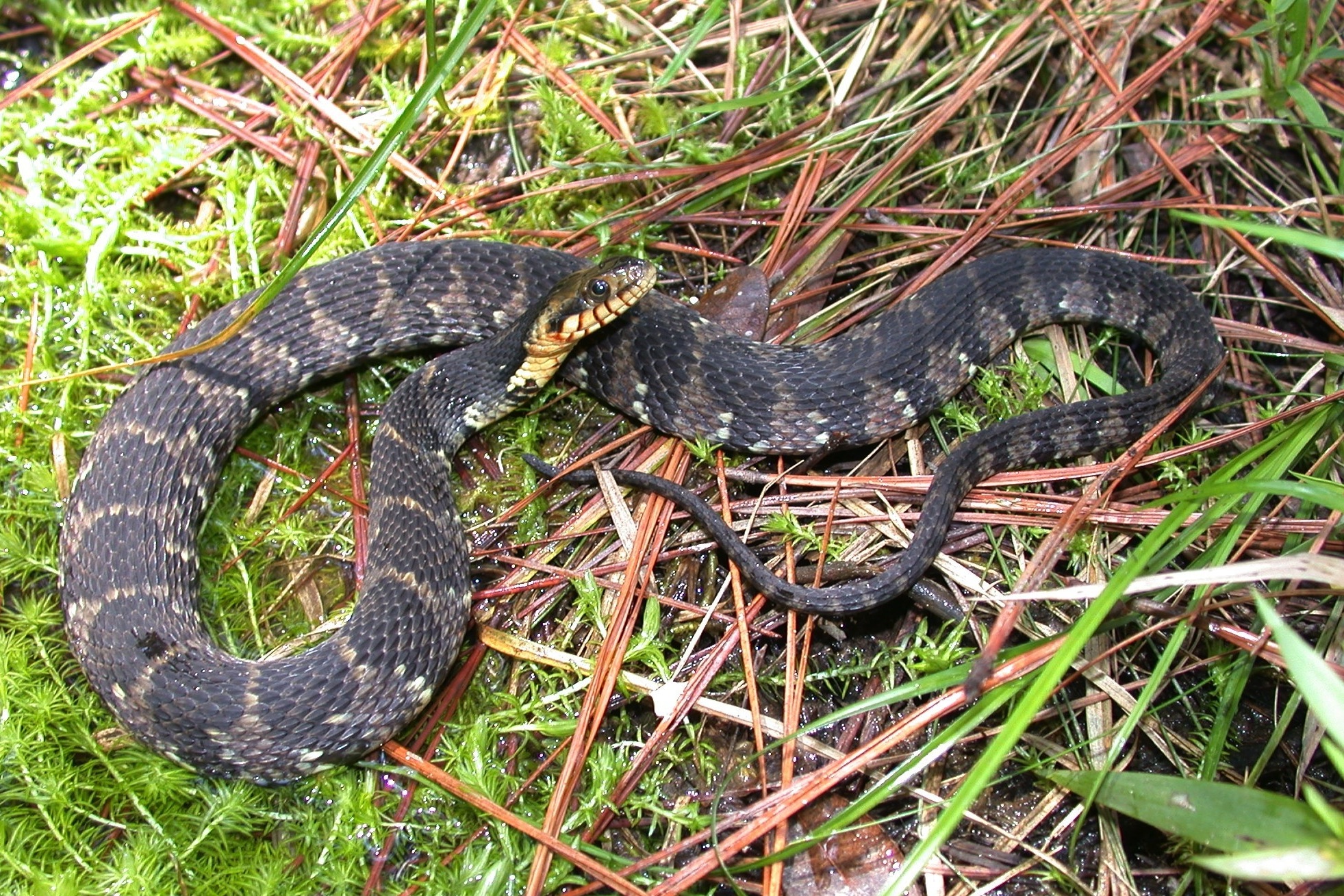 <p>Alethinophidia, Colubroidea, Colubridae<br>Nerodia fasciata<br>Banded water snake</p>