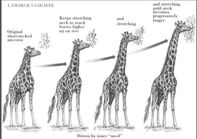 <p>Explain the image of Larmick’s Theory</p>