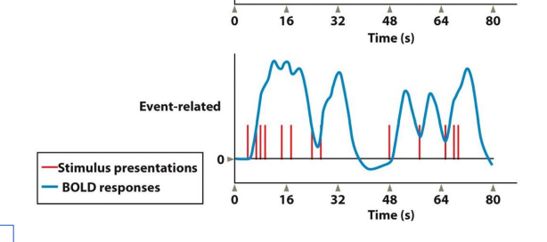 <ul><li><p>Read out BOLD response to specific stimuli </p></li><li><p>allows for greater flexibility and randomization </p></li><li><p>conditions can be defined by participant behavior (e.g. correct/incorrect trials)</p></li></ul><p></p>