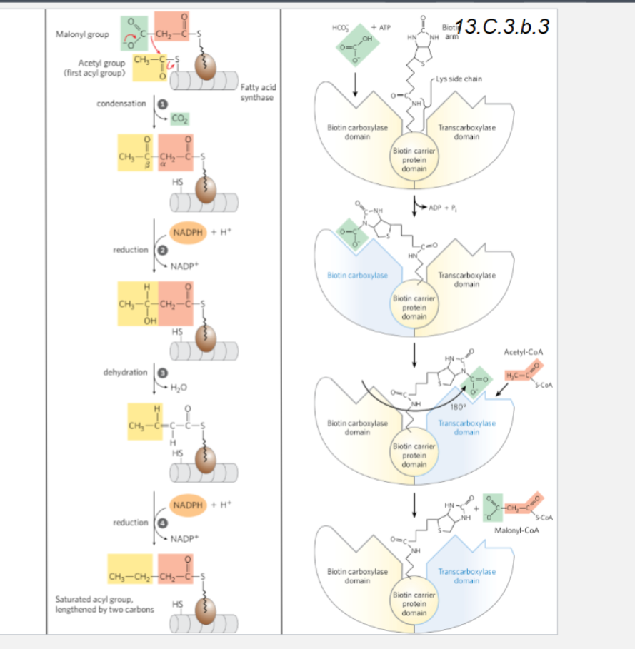 <p>ATP is required to convert activated malonyl-CoA -> acetyl-CoA</p>