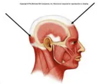 <p><span><span>The muscle consists of two muscles that are located within the forehead and scalp: Frontalis and </span></span>Occipitalis</p>