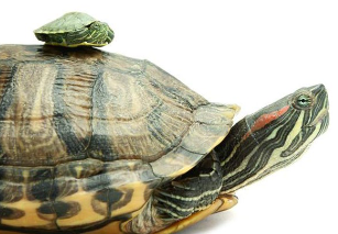 <p>This red-eared slider has two adaptations for aquatic environments: __________ and ______ toes for swimming.</p>