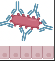 <p><span>Process where antibodies block pathogens</span></p>