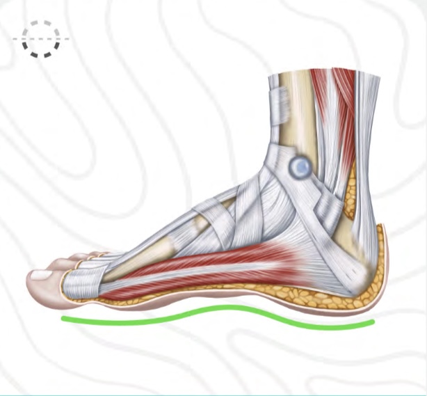 <p>Plantar</p>