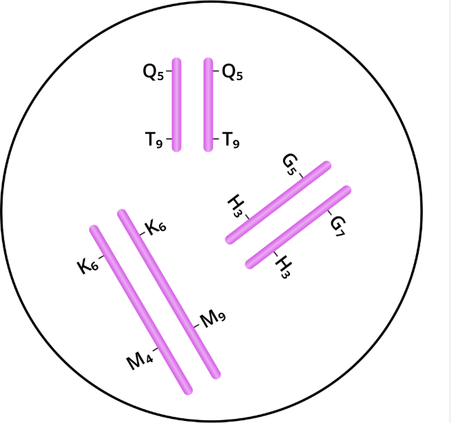<ul><li><p><span style="background-color: transparent;">Which of the following components are present in this cell?</span></p><ul><li><p><span style="background-color: transparent;">H<strong>omologous</strong> chromosomes</span></p></li><li><p><span style="background-color: transparent;">Sister chromatids</span></p></li></ul></li></ul><ul><li><p><span style="background-color: transparent;">What is the ploidy and chromosome number of this cell?</span></p></li><li><p><span style="background-color: transparent;"><strong>2n = 6</strong></span></p></li><li><p><span style="background-color: transparent;"><strong>2n</strong></span></p></li><li><p><span style="background-color: transparent;"><strong>N = 3</strong></span></p></li></ul><ul><li><p><span style="background-color: transparent;">Has this cell undergone DNA replication? <strong>Nooooo bc no sister chromatids&nbsp;</strong></span></p></li></ul><p></p>