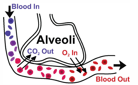 <p>lungs have the ability to change the <strong>rate of respiration and depth of breathing</strong> to <strong>control the release or retain CO2</strong></p>