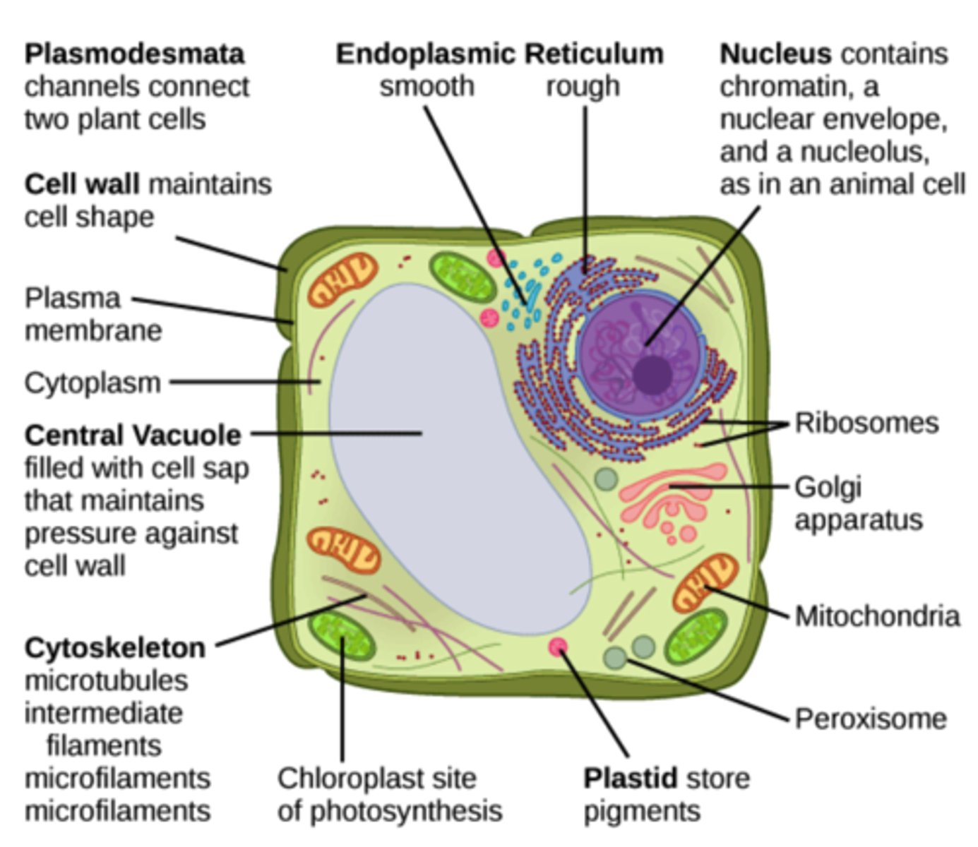 <p>cell wall</p>
