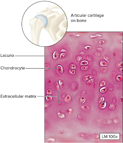 <p>Hyaline Cartilage </p>
