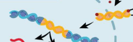 <p>viral dna is transported across the nucleus and integrates into the host dna</p>