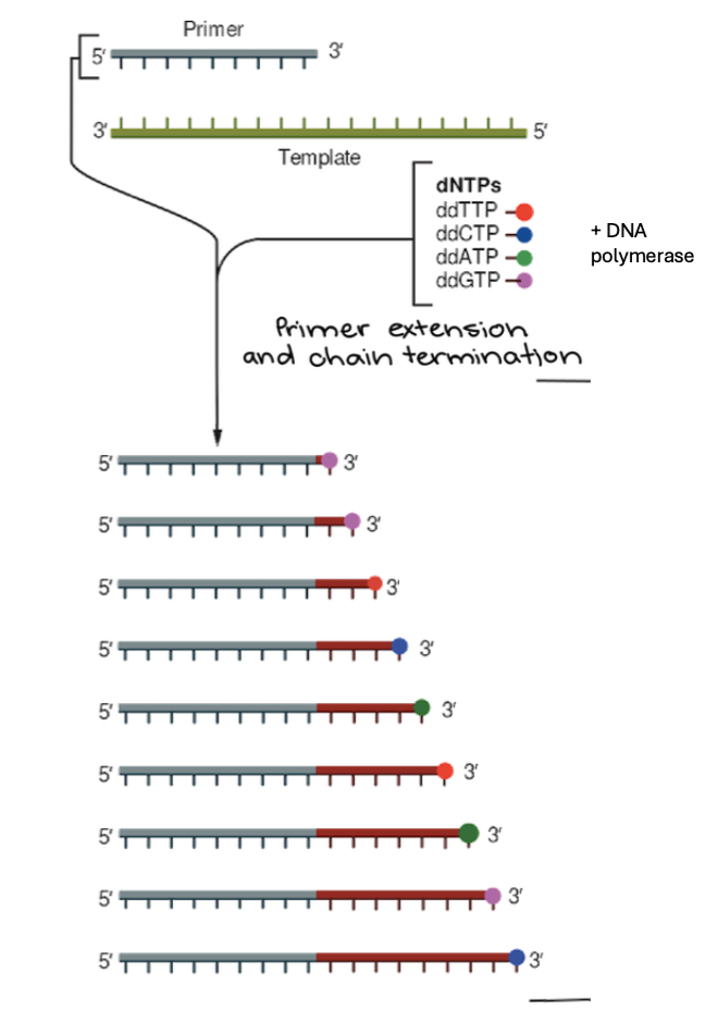 <p>If you repeat enough times, a “nested set” of fragments of every size will be made</p>