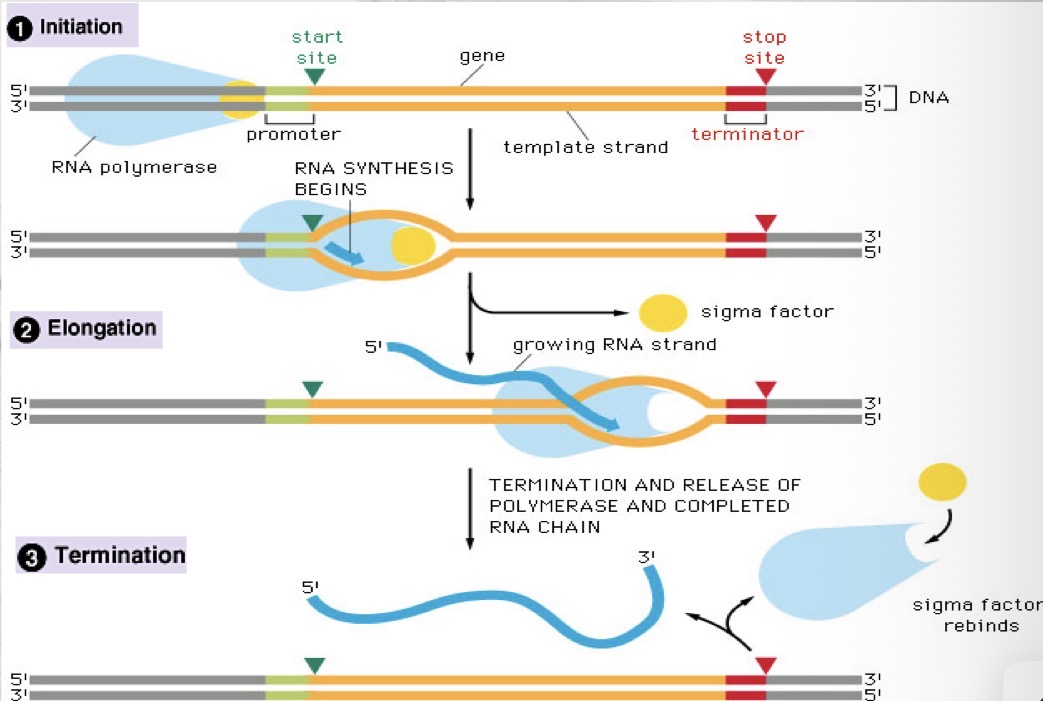 <p>Transcription</p>