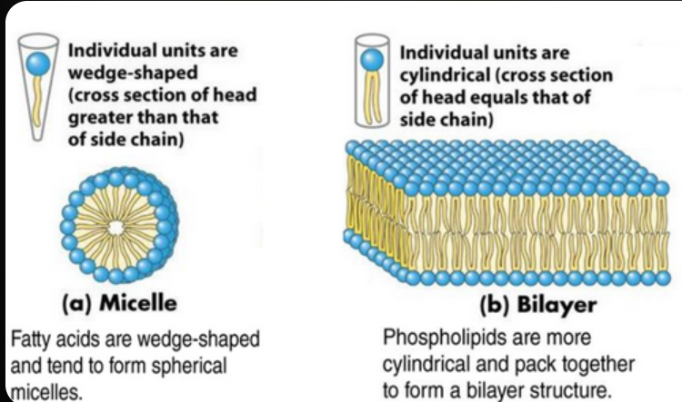 <ul><li><p><span>The <strong>plasma membrane</strong> is a <strong>lipid bilayer</strong> rather than a <strong>micelle</strong> because both the interior (cytoplasm) and exterior of a cell are <strong>aqueous</strong> environments. <strong>Phospholipids</strong> are <strong>amphipathic</strong> molecules with <strong>hydrophilic heads</strong> and <strong>hydrophobic tails</strong>.</span></p></li><li><p><span>In a micelle, the hydrophobic tails would be trapped in a small core, which is unstable if the interior contains water.</span></p><ul><li><p><strong>Hydrophilic heads</strong> → face the water</p></li><li><p><strong>Hydrophobic tails</strong> → face each other away from water</p></li></ul></li></ul><p></p>