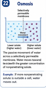 The passive movement of water across a selectively permeable membrane. Water moves toward the side with the greater concentration of nonpenetrating solute. Example: If more nonpenetrating solute is outside a cell water moves out.