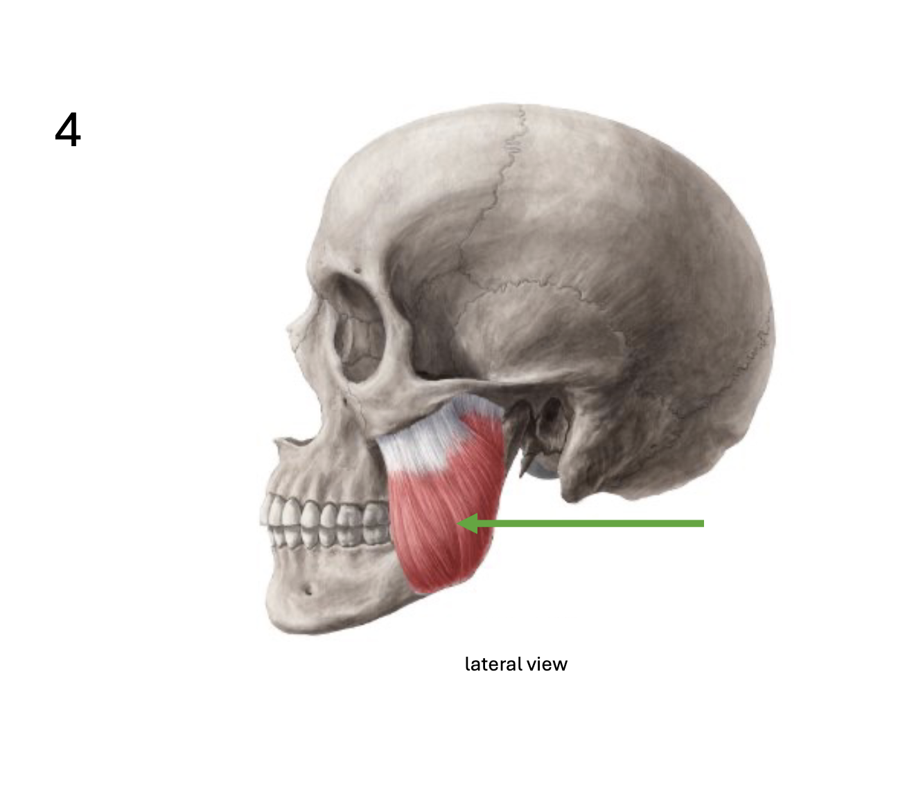<p>Identify the <strong>muscle</strong></p>