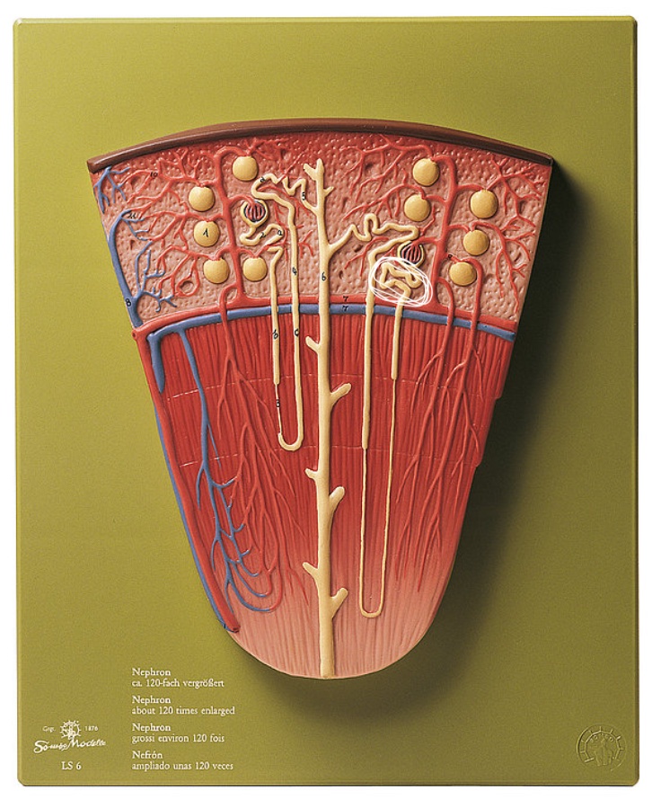 <p>Name this structure</p>