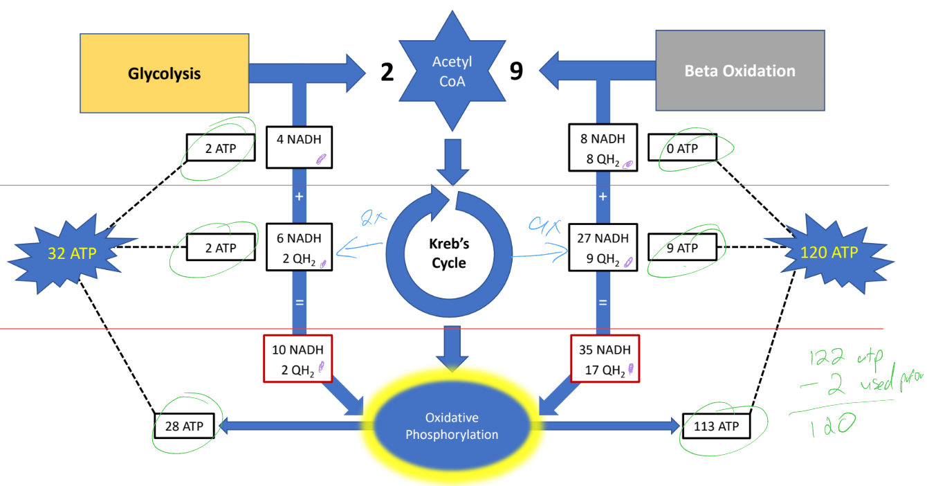 knowt flashcard image
