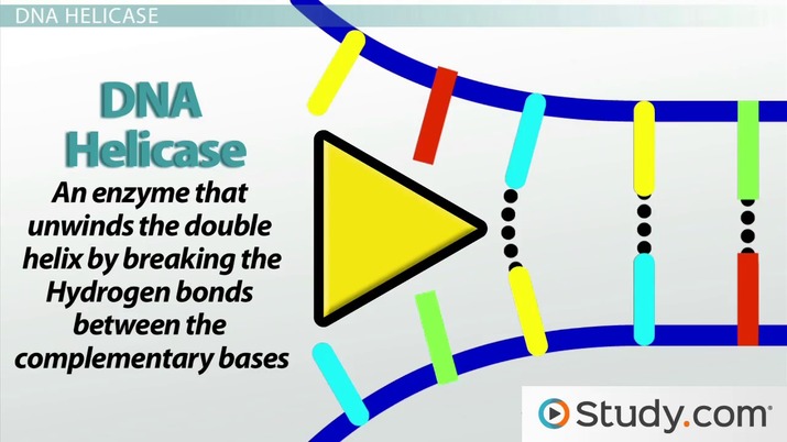 <p>Unwinds the double helix for replication.</p>