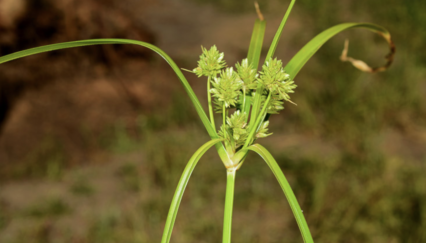 <p><span>Cyperus eragrostis</span></p>