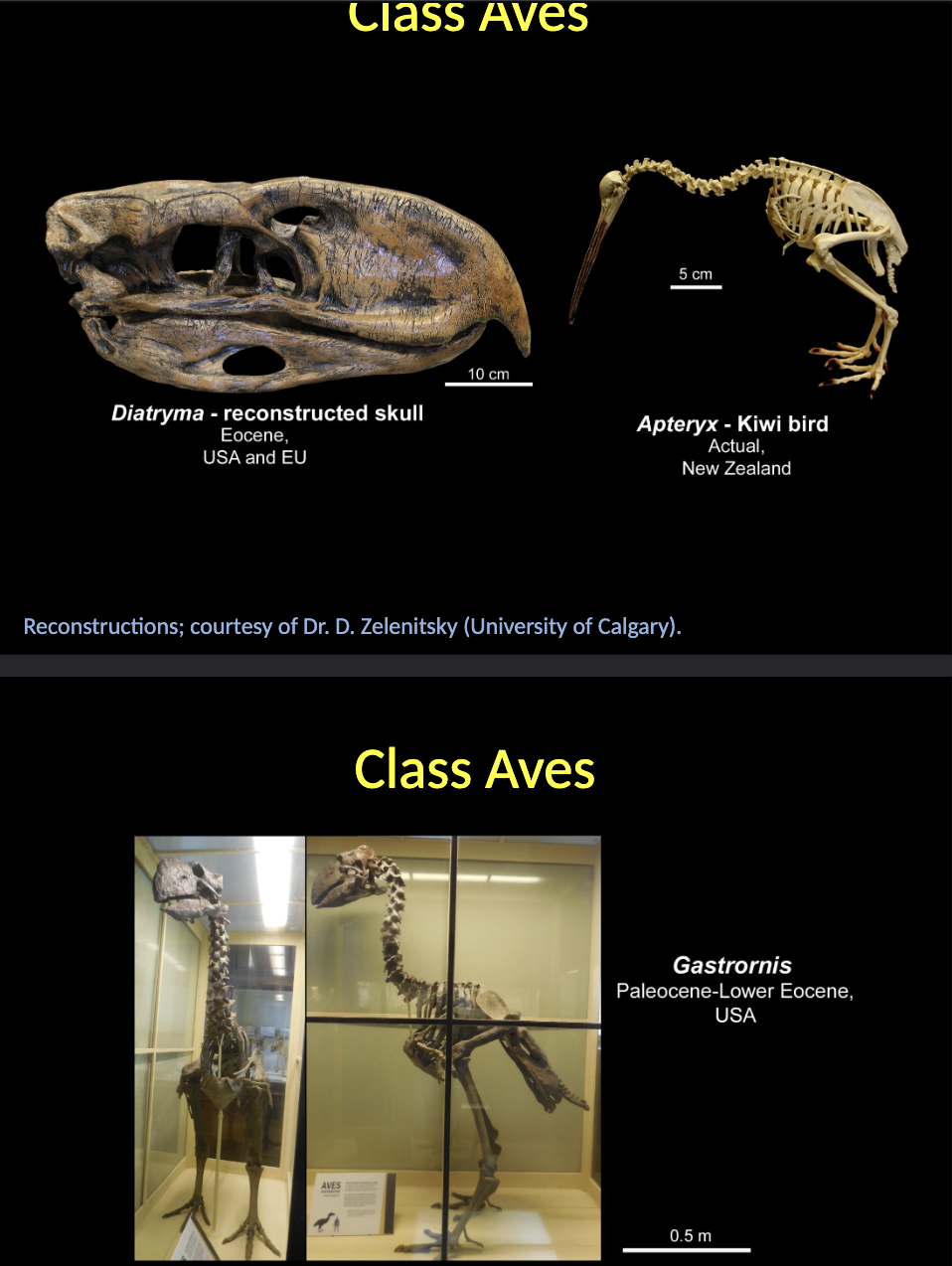 <p><span style="color: rgb(246, 244, 244);">Class Aves</span></p><ul><li><p><span style="color: rgb(246, 244, 244);">The true birds evolved after the CRETACEOUS/PALEOGENE mass extinction event.</span></p></li><li><p><span style="color: rgb(246, 244, 244);">Features: disappearance of TEETH; toe rearrangement (THREE to the front, one situated backwards and LOSS of the fifth toe); evolution of PNEUMATIC bones; keeled downward projected STERNUM; feathers cover most of the body surface.</span></p></li></ul><p></p>