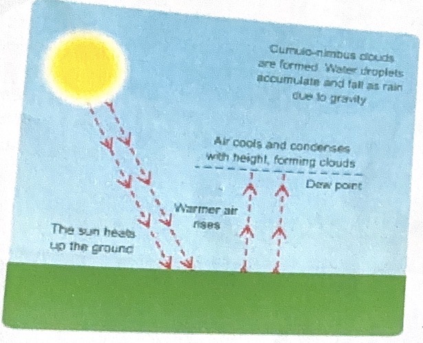 <p>Sun heats up ground, heat evaporates water from trees, land, warmer air rises, air pressure decreases, air expands , relative humidity increase, dew point 100%, forms droplets, condensation occurs latent heat released further instability and uplift,  forms clouds, cumulonimbus clouds formed, water droplets accumulate and fall as rain due to gravity.</p><p></p>